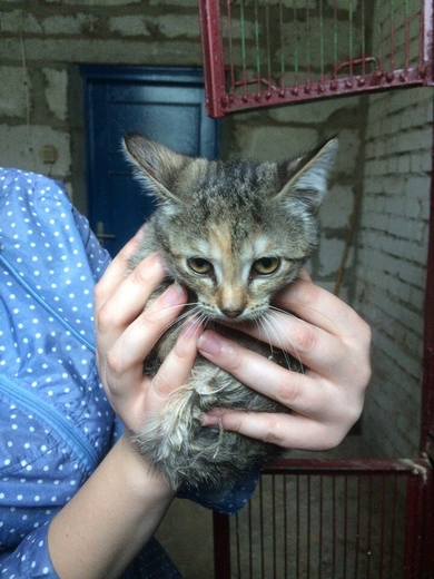 Котята в добрые руки!