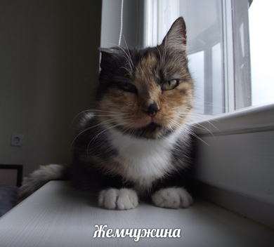 Кошечка Жемчужина ищет свой дом, фото 2