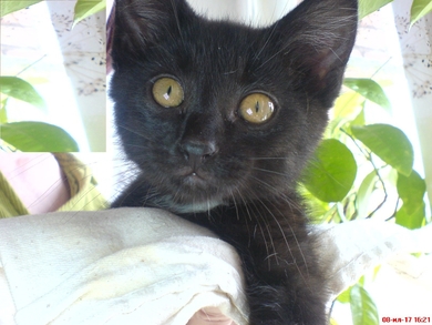 Котёнок в добрые руки!