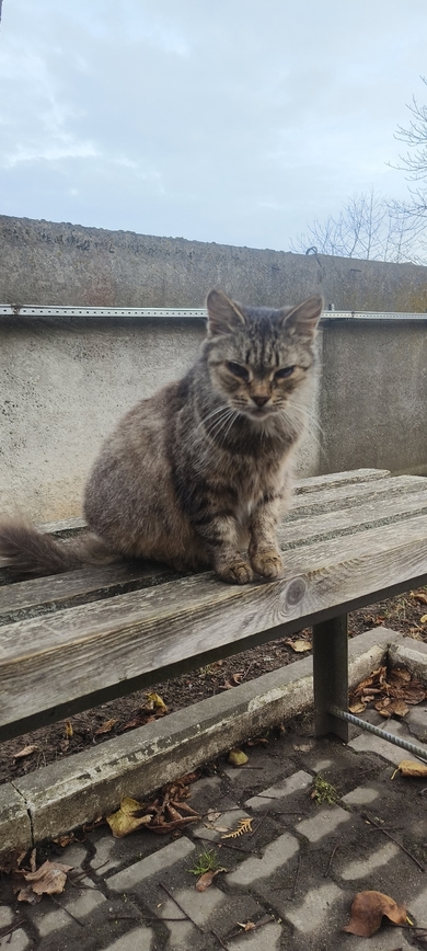 Пришла в октябре 2025 кошечка