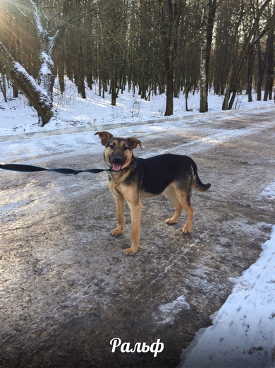 Храбрый Ральф ищет дом!, фото 3