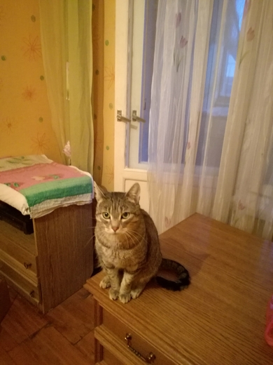 Молоденькой котик ищет Дом!