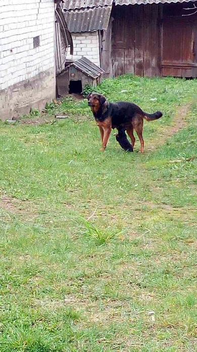 Щенки СРОЧНО ищут дом!, фото 4