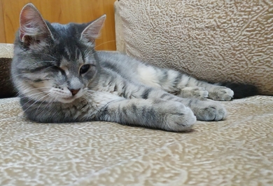 Срочно, слепому котенку нужен дом или передержка