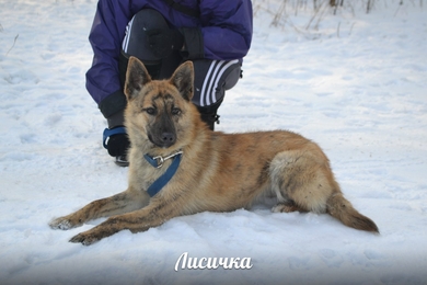 Очаровательная Лисичка ищет дом и любящую семью!