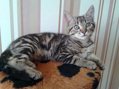 Отдаётся сухопутная коточерепашка