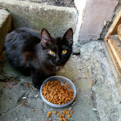Котик ищет семью