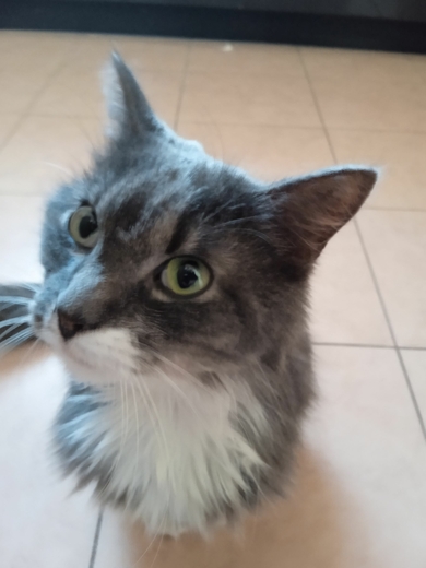 Найден серый Кот, фото 3