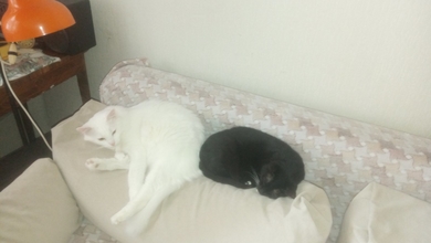 Потерялся белый полупушистый кот в районе Сухорево, фото 1
