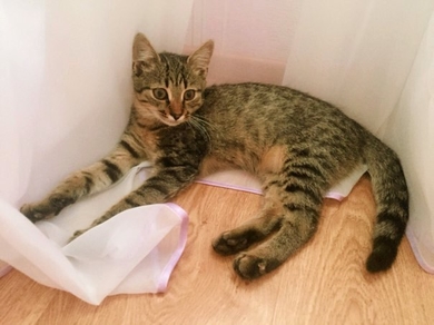 Котенок-мальчик в добрые руки