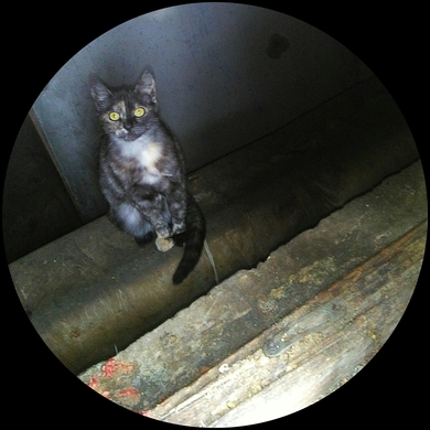 Чудесная девочка, трехцветка ищет дом!, фото 3