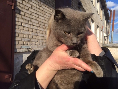 Кошечка голубых кровей ищет любящую семью., фото 2
