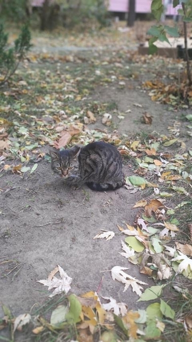 Домашний кот на улице, ищет хозяев, фото 3