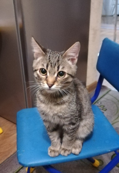 Очень красивый котенок в дар