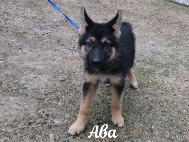 Ава ищет дом!!!