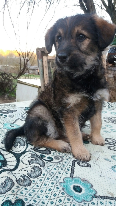 Воздушная Один ищет дом!!!, фото 3