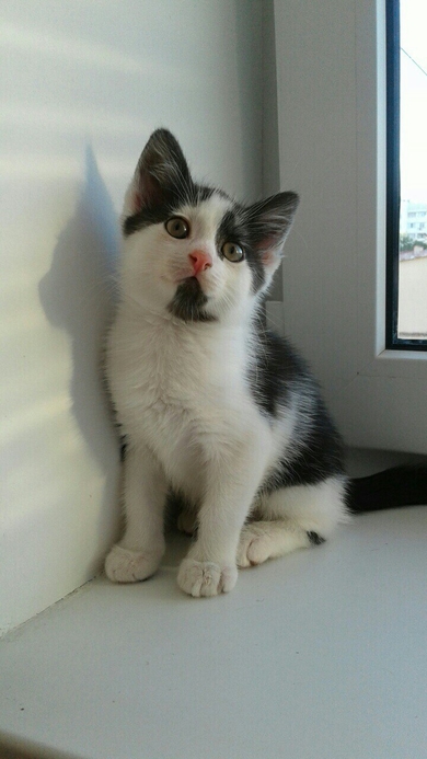 Отдам в ответственные руки котёнка., фото 3