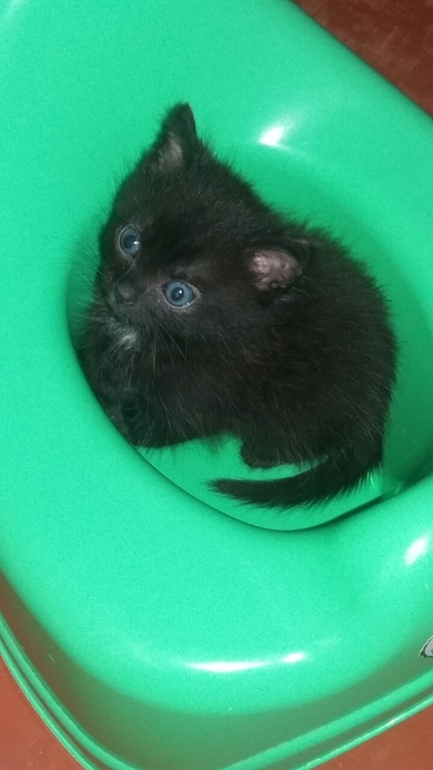 Маленький котенок ищет дом. , фото 3