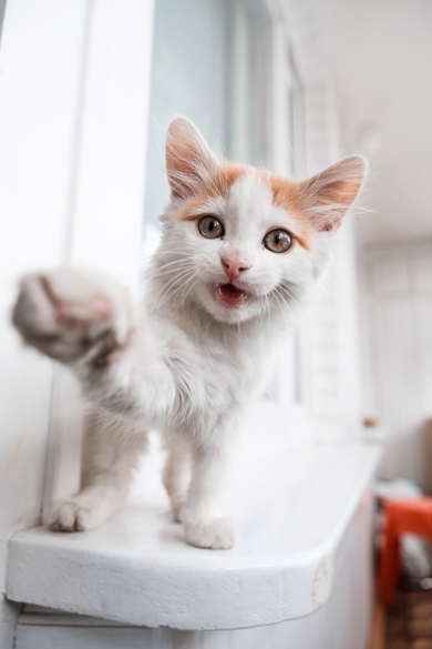 Котёнок в добрые руки!