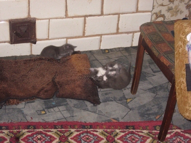 Красивые котята в ответственные руки., фото 4