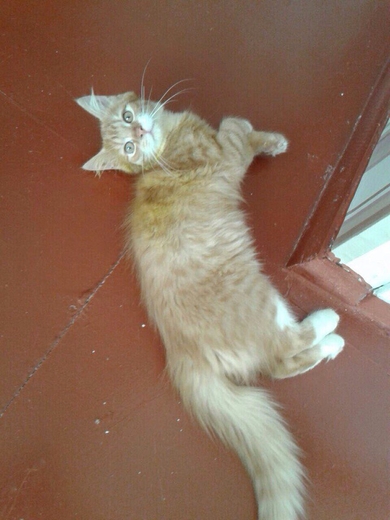Только в самые лучшие руки отдаётся лучший кот, фото 2