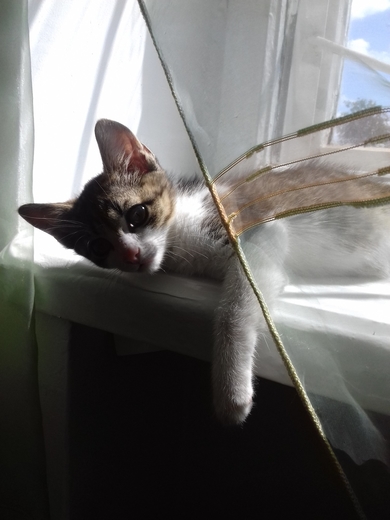 В добрые руки котёнок Масик., фото 3