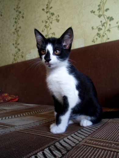 Обворожительные  котята ищут себе родителей.