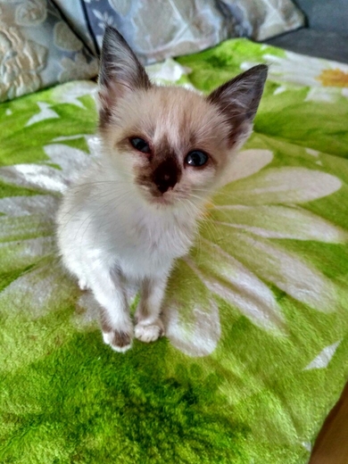 Отдам в любящую семью кошечку.