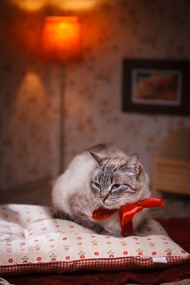 Красивая кошечка Люси в поисках дома, фото 3