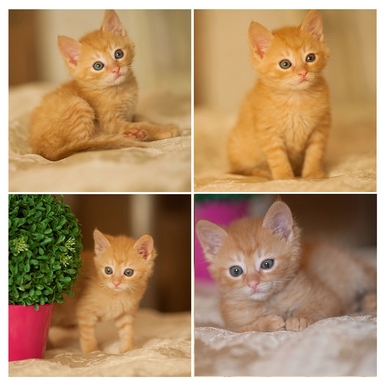 Котёнок рыжий, мальчик.