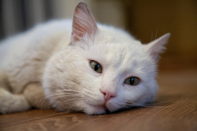 Найден белый кот, фото 1