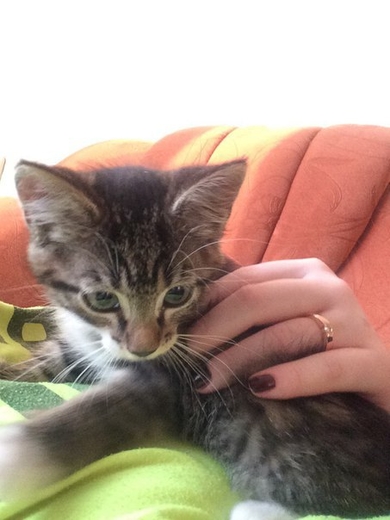 Котёнок в добрые руки!