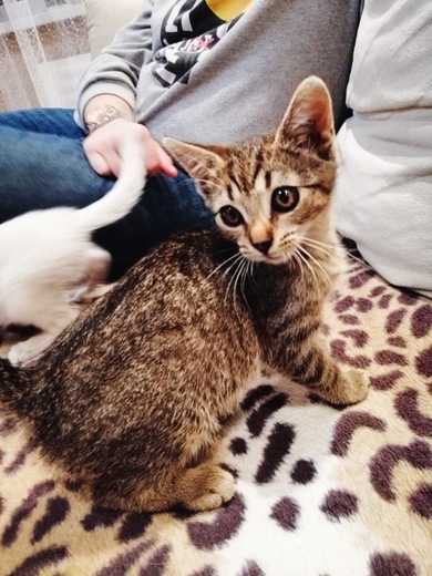 Ищут дом милые котята., фото 2