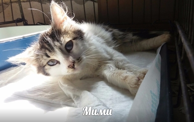 Мими ищет ДОМ!
