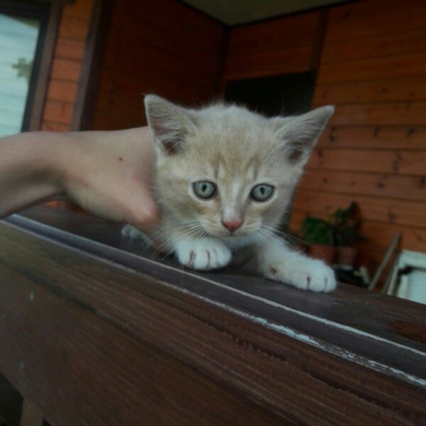 Отдам в ответственные ручки солнечного котёнка.