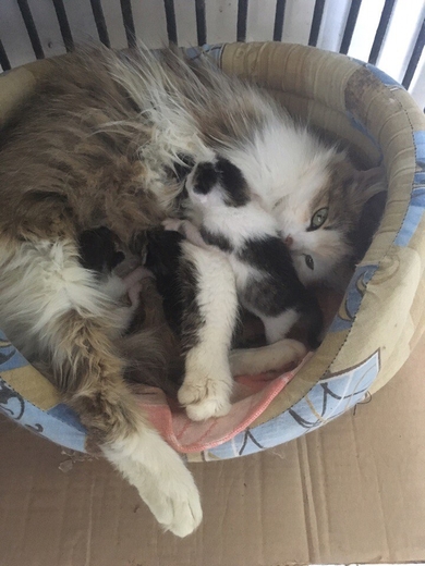 Нужна передержка кошке с котятами, фото 3