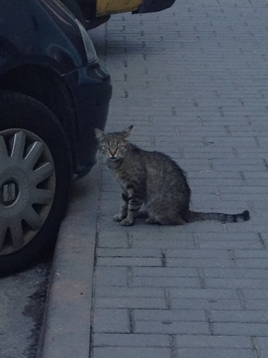 Очень нужно пристроить трёх кошечка и одного котёнка!