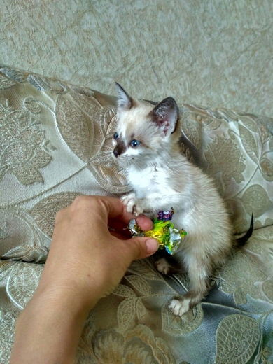Отдам в любящую семью кошечку., фото 2