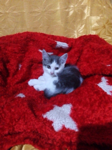 Котики мальчики в хорошие и ответственные руки., фото 2