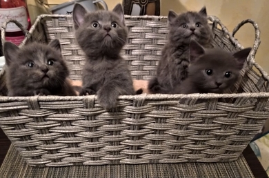 Красивые котята, фото 4