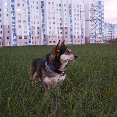 Тоша, милый и добрый пёсик , очень нвждаеся в любящем хозяине!
