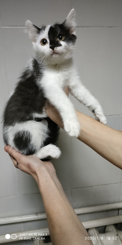 Срочно котят сдали на усыпление. Нужен дом или передержка, фото 2