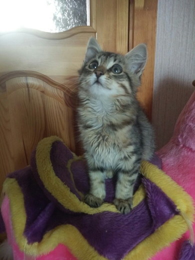 Котёнок в добрые руки!, фото 3