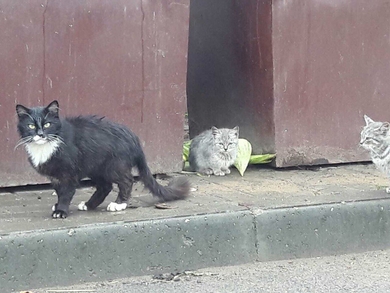 Котята нуждаются в ДОМЕ!!!, фото 3