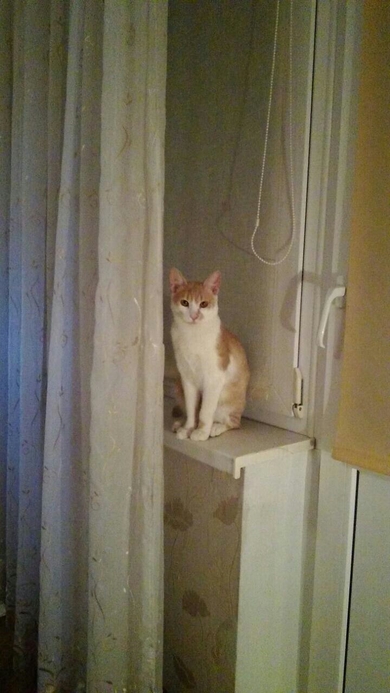 Отдаётся в добрые и ответственные руки котёнок - подросток., фото 3