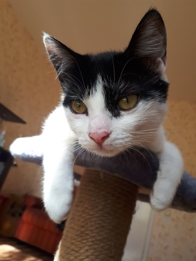 Кошечка Мия
