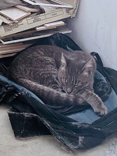 Найден серый кот, Уборевича