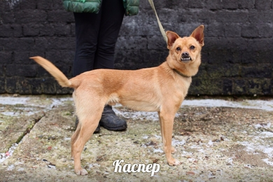 Очаровательный кобелёк Каспер ищет новый дом и любящуюсемью!, фото 2