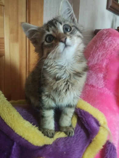 Котёнок в добрые руки!, фото 2