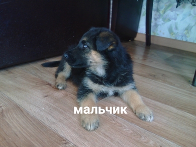 В добрые руки щенки.
